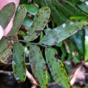 Arthropteris tenella at Robertson, NSW - 3 Aug 2024 10:35 AM