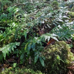 Arthropteris tenella at Robertson, NSW - 3 Aug 2024 10:35 AM