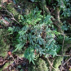 Arthropteris tenella at Robertson, NSW - 3 Aug 2024