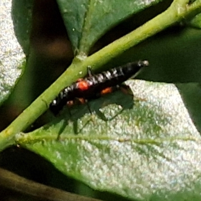 Stenus pustulifer (A semiaquatic rove beetle) at Robertson, NSW - 3 Aug 2024 by trevorpreston