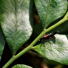 Stenus pustulifer at Robertson, NSW - 3 Aug 2024