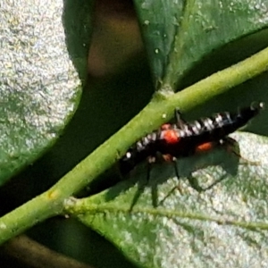 Stenus pustulifer at Robertson, NSW - 3 Aug 2024