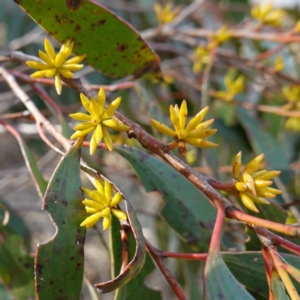 Eucalyptus stellulata at Rendezvous Creek, ACT - 9 Aug 2023