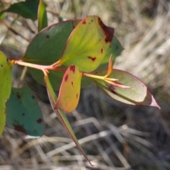 Eucalyptus stellulata at Rendezvous Creek, ACT - 9 Aug 2023 12:51 PM