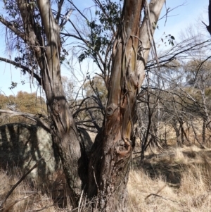 Eucalyptus stellulata at Rendezvous Creek, ACT - 9 Aug 2023