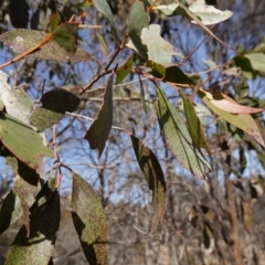 Eucalyptus stellulata at Rendezvous Creek, ACT - 9 Aug 2023