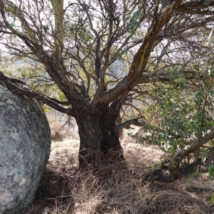 Eucalyptus stellulata at Rendezvous Creek, ACT - 9 Aug 2023 12:51 PM