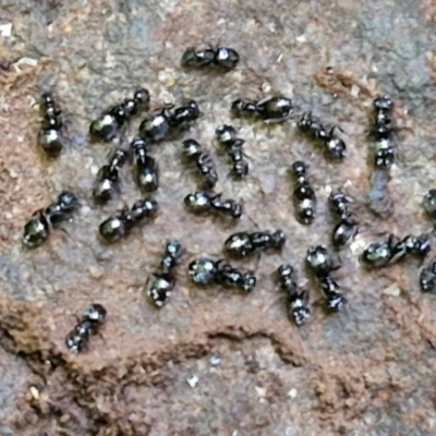 Formicidae (family) (Unidentified ant) at Robertson, NSW - 3 Aug 2024 by trevorpreston