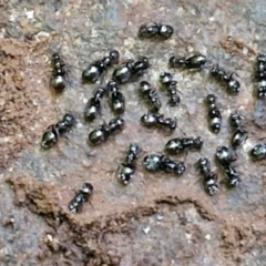 Formicidae (family) at Robertson, NSW - 3 Aug 2024 10:30 AM