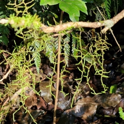 Unidentified Moss, Liverwort or Hornwort at Robertson, NSW - 3 Aug 2024 by trevorpreston