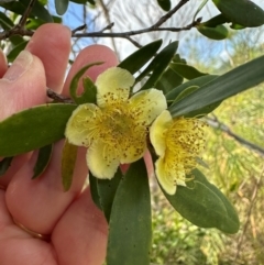 Neofabricia myrtifolia at Iron Range, QLD - 2 Aug 2024 by lbradley