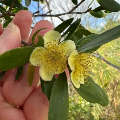 Neofabricia myrtifolia at Iron Range, QLD - 2 Aug 2024 by lbradley