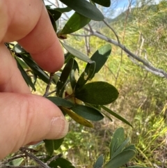 Neofabricia myrtifolia at Iron Range, QLD - 3 Aug 2024 09:48 AM