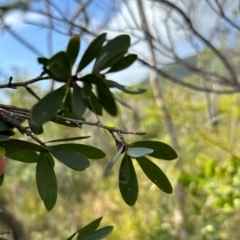 Neofabricia myrtifolia at Iron Range, QLD - 3 Aug 2024 09:48 AM