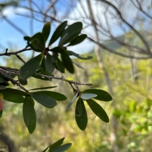 Neofabricia myrtifolia at Iron Range, QLD - 3 Aug 2024