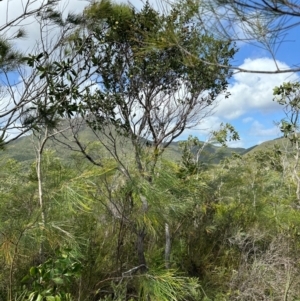 Neofabricia myrtifolia at Iron Range, QLD - 3 Aug 2024 09:48 AM