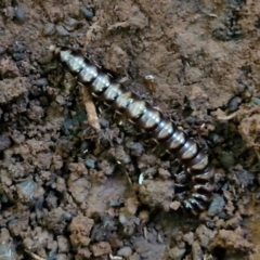 Unverified Millipede (Diplopoda) at Robertson, NSW - 3 Aug 2024 by trevorpreston