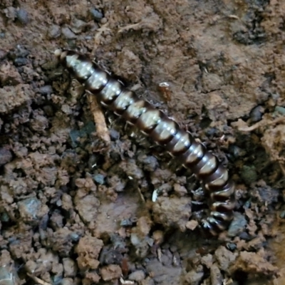 Unidentified Millipede (Diplopoda) at Robertson, NSW - 3 Aug 2024 by trevorpreston