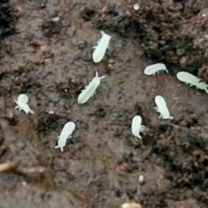 Hypogastrura sp. (genus) at Robertson, NSW - 3 Aug 2024