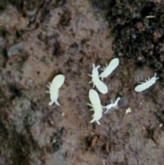 Hypogastrura sp. (genus) at Robertson, NSW - 3 Aug 2024