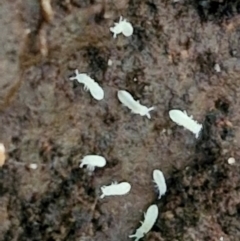 Hypogastrura sp. (genus) at Robertson, NSW - 3 Aug 2024