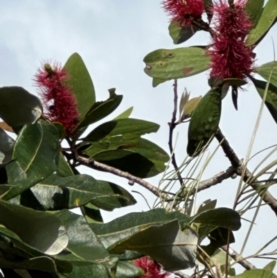 Melaleuca viridiflora (Broad-leaved Paperbark) at Iron Range, QLD - 3 Aug 2024 by lbradley