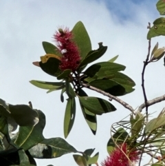 Melaleuca viridiflora at Iron Range, QLD - 3 Aug 2024