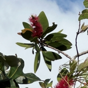 Melaleuca viridiflora at Iron Range, QLD - 3 Aug 2024