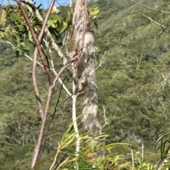 Melaleuca viridiflora at Iron Range, QLD - 3 Aug 2024