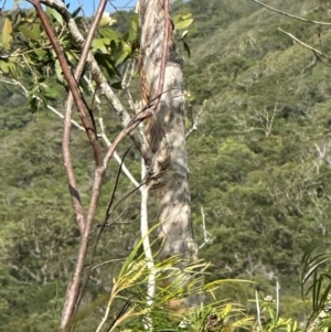 Melaleuca viridiflora at Iron Range, QLD - 3 Aug 2024