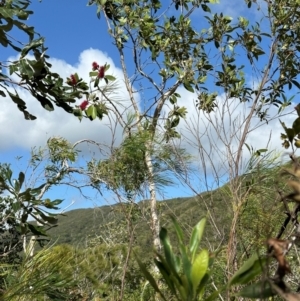 Melaleuca viridiflora at Iron Range, QLD - 3 Aug 2024