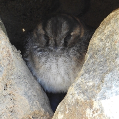 Aegotheles cristatus (Australian Owlet-nightjar) at Chapman, ACT - 2 Aug 2024 by LinePerrins