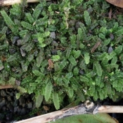 Asplenium flabellifolium at Robertson, NSW - 3 Aug 2024 by trevorpreston