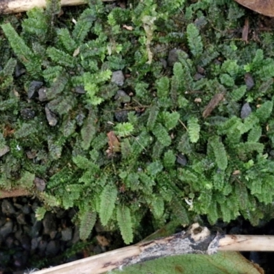 Breutelia at Robertson, NSW - 3 Aug 2024 by trevorpreston
