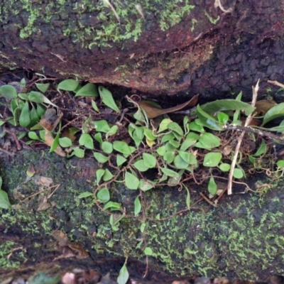 Pyrrosia rupestris (Rock Felt Fern) at Robertson, NSW - 3 Aug 2024 by trevorpreston