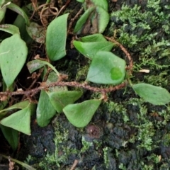 Pyrrosia rupestris at Robertson, NSW - 3 Aug 2024 10:20 AM