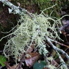 Usnea sp. (genus) (Bearded lichen) at Robertson, NSW - 3 Aug 2024 by trevorpreston