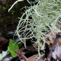 Usnea sp. (genus) at Robertson, NSW - 3 Aug 2024