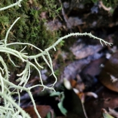 Usnea sp. (genus) at Robertson, NSW - 3 Aug 2024