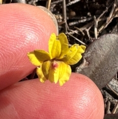 Goodenia mystrophylla (Wild Pansies) at Iron Range, QLD - 2 Aug 2024 by lbradley