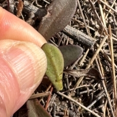 Goodenia mystrophylla at Iron Range, QLD - 3 Aug 2024