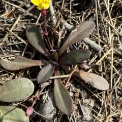 Goodenia mystrophylla at Iron Range, QLD - 3 Aug 2024