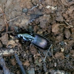 Unidentified Carab beetle (Carabidae) at Robertson, NSW - 3 Aug 2024 by trevorpreston