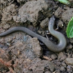 Unidentified Skink at Robertson, NSW - 3 Aug 2024 by trevorpreston