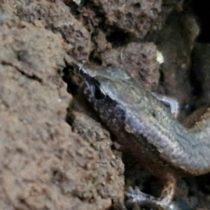 Anepischetosia maccoyi at Robertson, NSW - 3 Aug 2024 10:15 AM