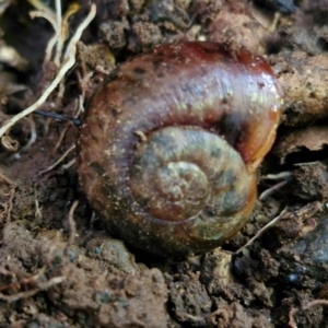 Austrorhytida capillacea at Robertson, NSW - 3 Aug 2024