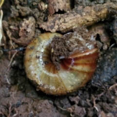 Austrorhytida capillacea at Robertson, NSW - 3 Aug 2024