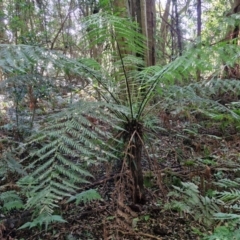 Dicksonia antarctica (Soft Treefern) at Robertson, NSW - 3 Aug 2024 by trevorpreston