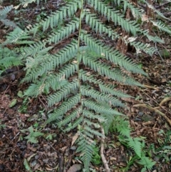 Dicksonia antarctica at Robertson, NSW - suppressed