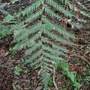 Dicksonia antarctica at Robertson, NSW - suppressed